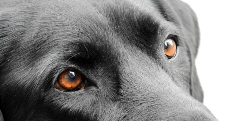 conjuntivitis canina