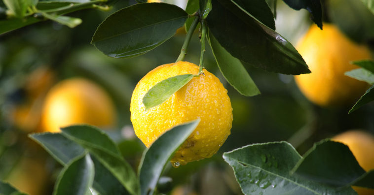 conservar limones frescos