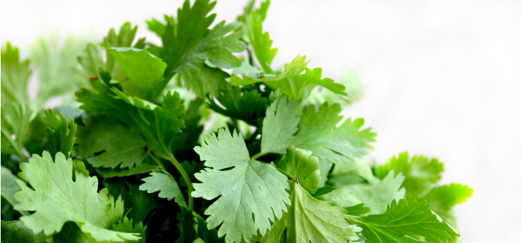 coriander