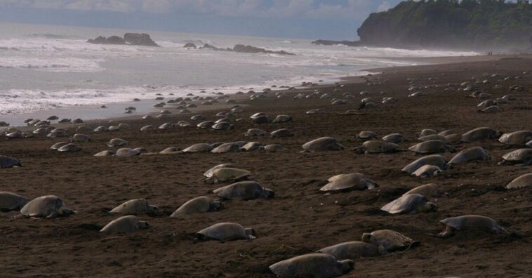 cuarentena permite a las tortugas volver a las playas para desovar