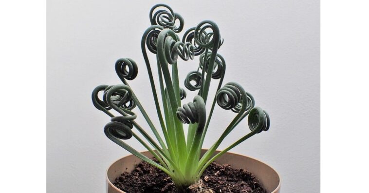 Albuca spiralis
