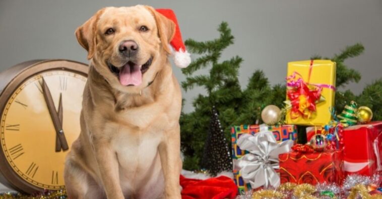 cuidar a los perros en Navidad y Año nuevo