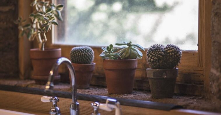 cuidar cactus pequeños en tu casa o en la oficina