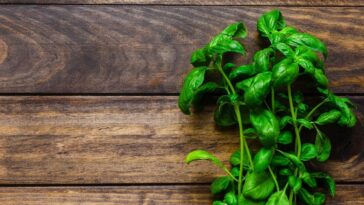 mantener viva tu maceta de albahaca