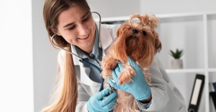 cuidar la salud mental de las mascotas