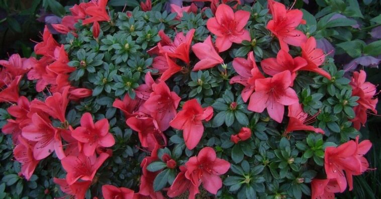 Flor azalea