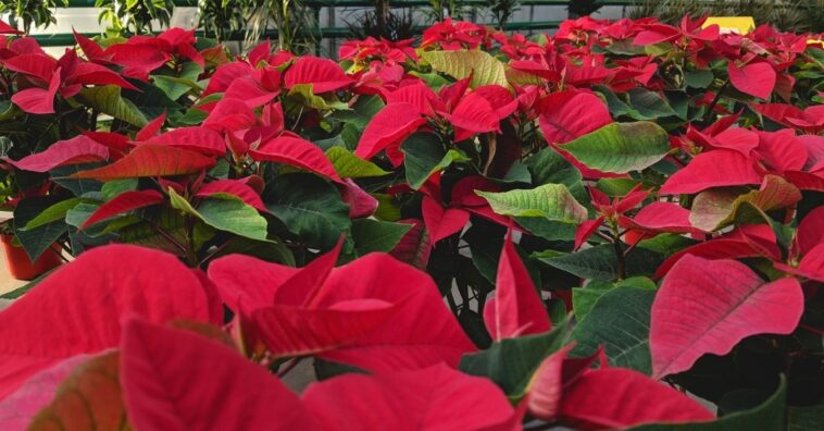 Flor de Navidad