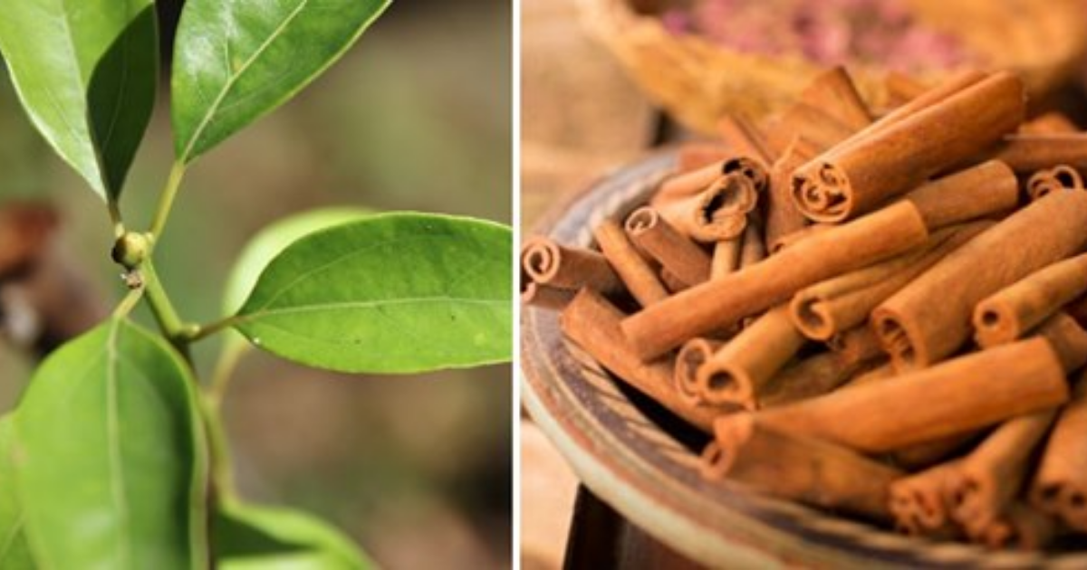 Cómo cultivar la planta de canela en tu propia casa