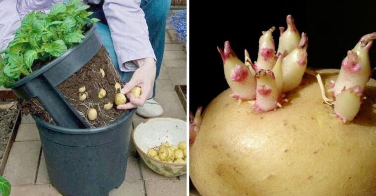 cultivar patatas grandes y deliciosas en una maceta