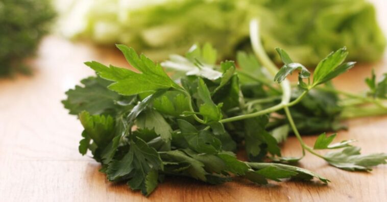 cultivar perejil en casa