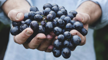 cultivar uvas en casa