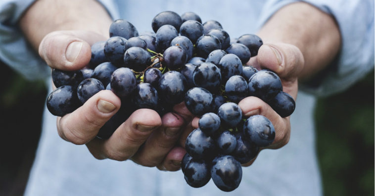 cultivar uvas en casa