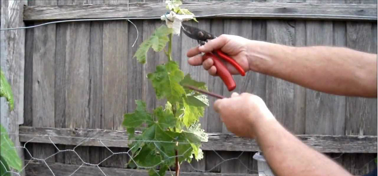 cultivar uvas en casa consejos