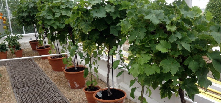 cultivar uvas en casa paso a paso
