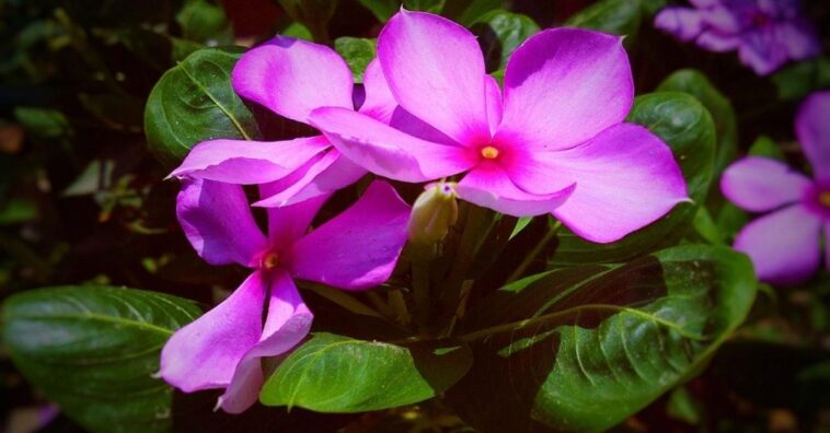 planta vincapervinca