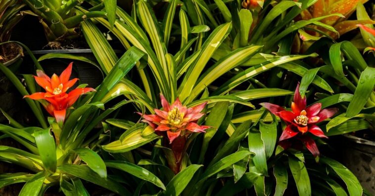 Bromelia