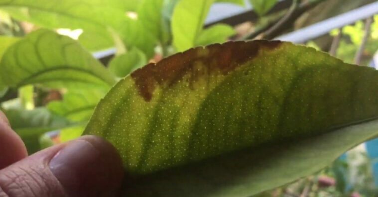 curar las hojas marrones del aguacate
