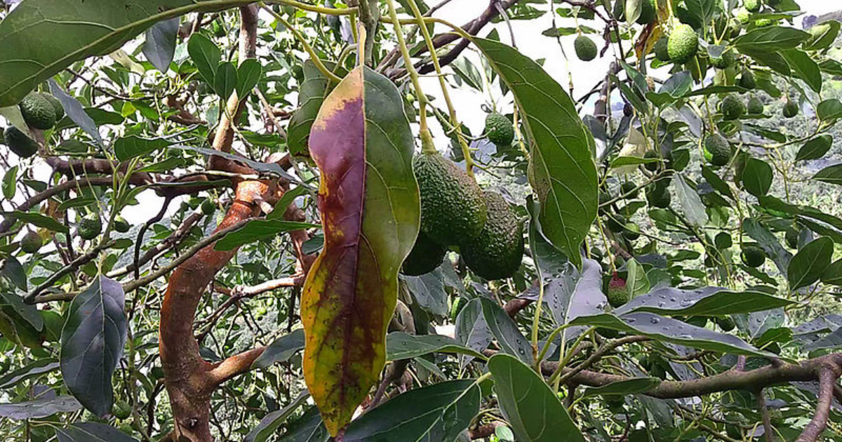 Cómo curar las hojas marrones del aguacate