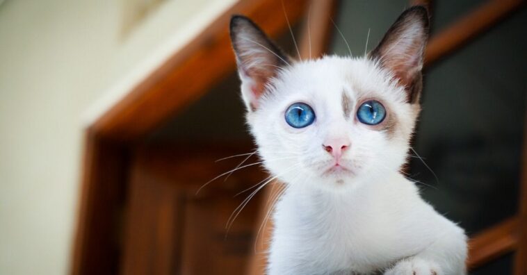 debes avisarle a tu gato cuando vas a salir de casa