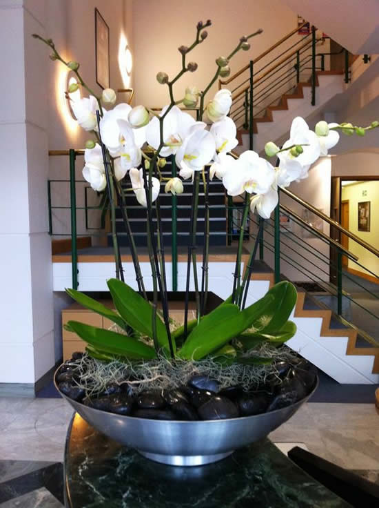 decorar la casa con orquídeas
