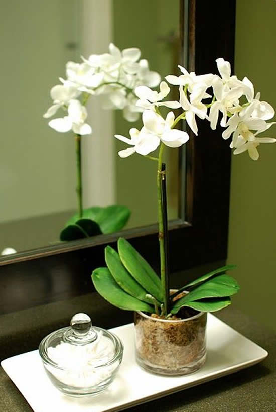 decorar la casa con orquídeas