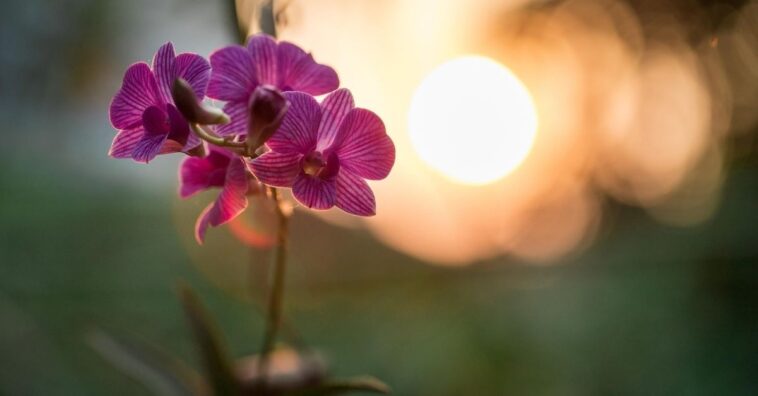 decorar la casa con orquídeas