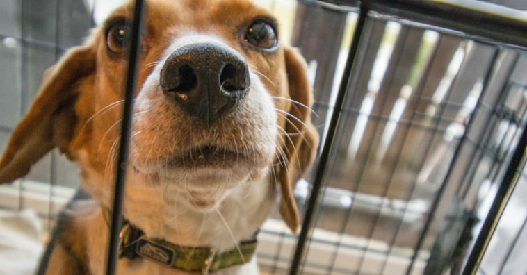 dejar un perro solo en casa