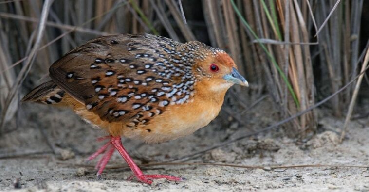 descubrieron la presencia de una nueva especie de ave