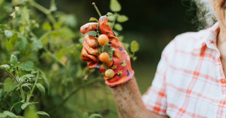 Antiguos consejos de jardinería