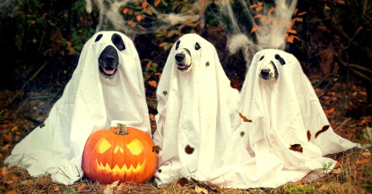 disfraces de Halloween para mascotas