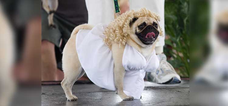 disfraces de Halloween para mascotas Marilyn