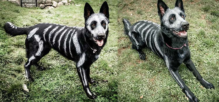 disfraces de halloween para mascotas esqueleto