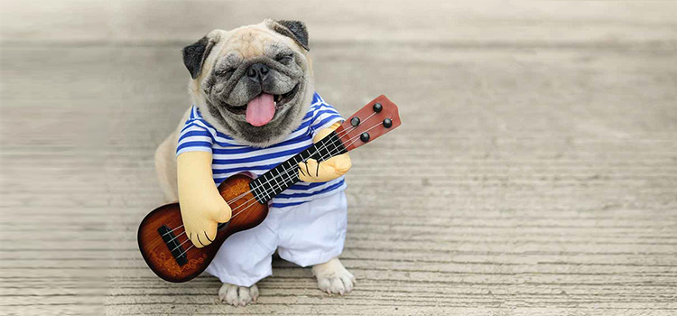 disfraces de halloween para mascotas guitarra