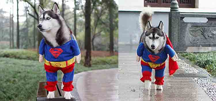 disfraces de halloween para mascotas huskyman