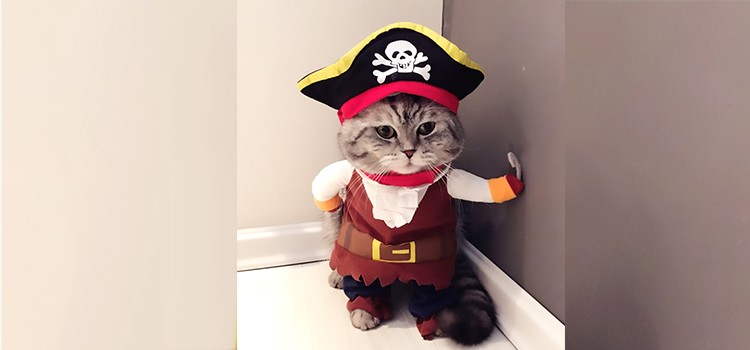 disfraces de halloween para mascotas pirata