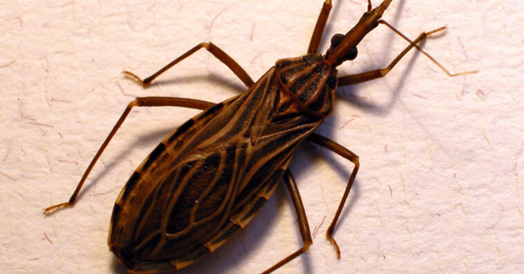 Enfermedad de Chagas