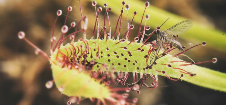 plantas carnívoras Drosera