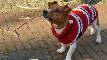 elaborar un suéter para perros con molde