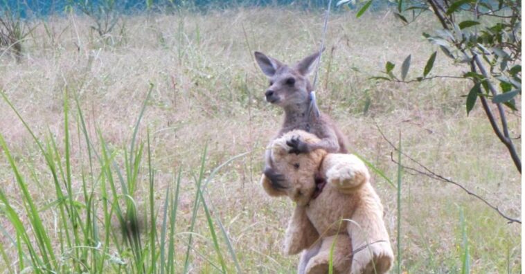 encontró consuelo en un oso de peluche