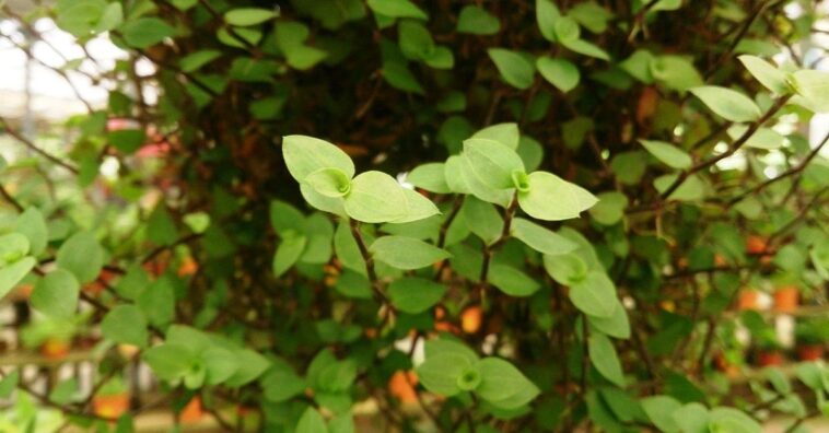 planta rastrera