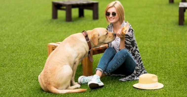 evitar que tu mascota te mire con ojitos de quiero tu comida