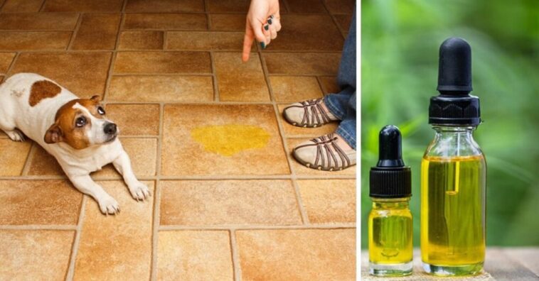 evitar que tu perro orine dentro de casa con un repelente casero