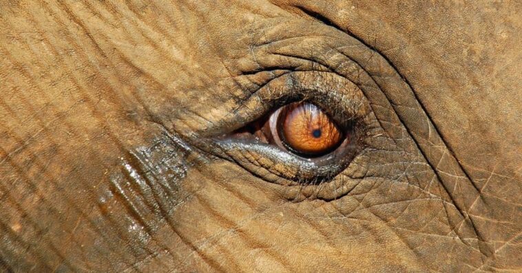 fallecimiento de la elefanta embarazada que ha indignado al mundo entero