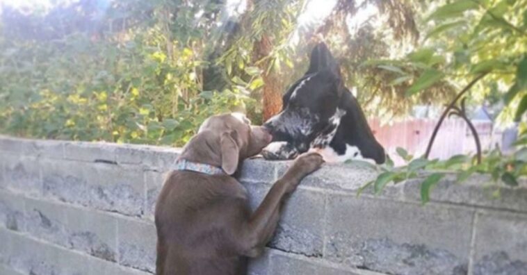 familia le coloca un taburete a su perro