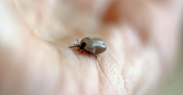 fiebre maculosa
