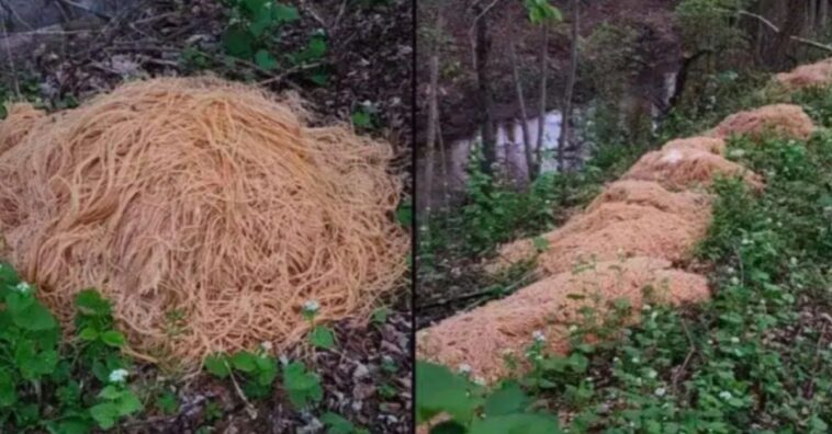 fideos cocidos