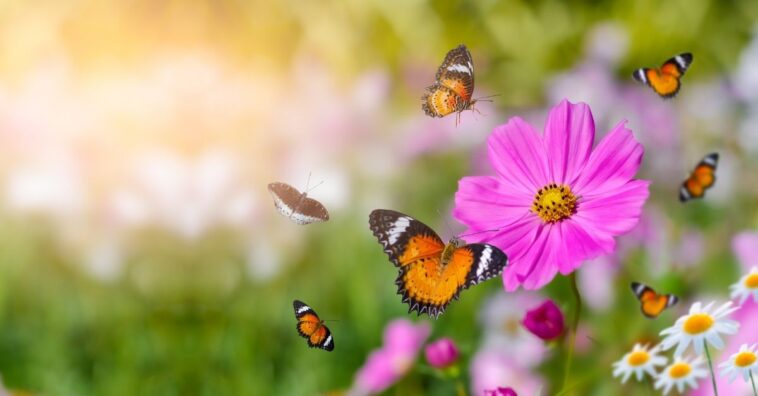 Plantas que atraen a las mariposas y a los colibríes