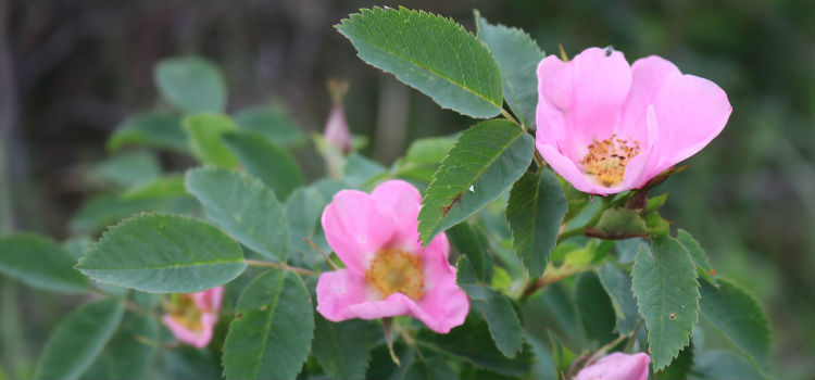 Cremas antiarrugas caseras