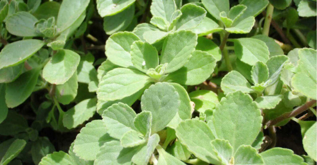 ¿Para qué sirve la hoja de boldo?