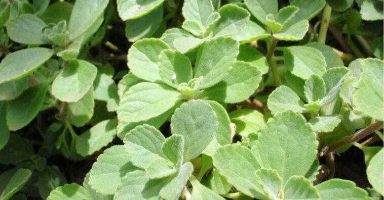 hoja de boldo